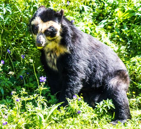 Spectacled Bear Chester Zoo Tremarctos Ornatus The Dim Flickr