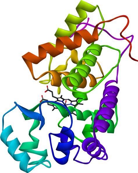 Peroxidase Enzyme 1300x1584 Png Clipart Download