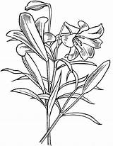 Coloring Lily Flower Flowers Pad Printable Plant Lilies Sketches Drawing Getdrawings Easter Getcolorings sketch template