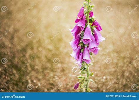 Foxglove Flower Digitalis Purpurea Stock Image Image Of Herbal