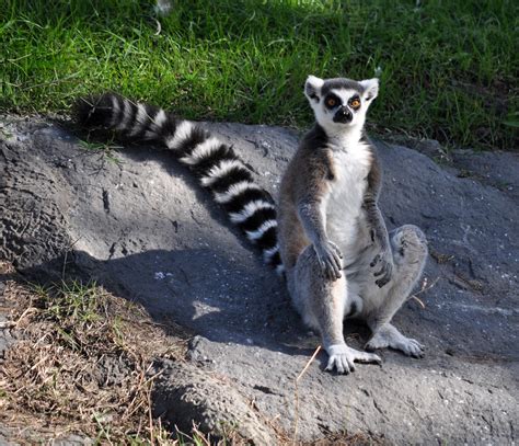 Lemurs Of Madagascar Image Free Stock Photo