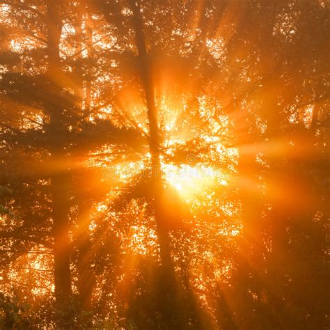 Sunbeams Through Tree In Morning Fog Details Stock Photo Image Of
