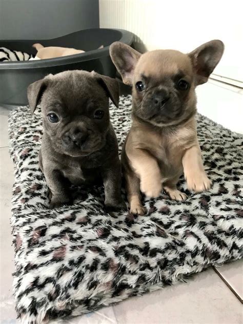 It will be an ideal gift idea for any friends and family and looks charming on any kitchen counter or curio cabinet. French bulldog miniature puppies | in Jarrow, Tyne and ...