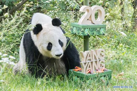 Giant Panda Yang Yangs 20th Birthday Celebrated In Austria Xinhua