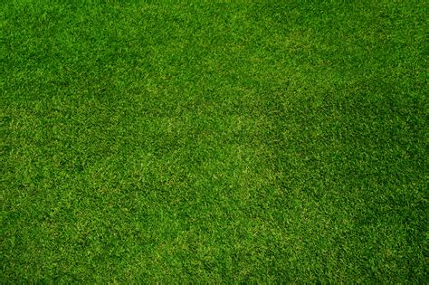 Green Grass Texture Background Top View Compassohio