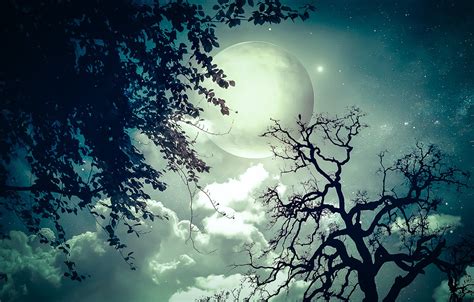 Wallpaper Stars Trees Night Branch The Moon Images For Desktop