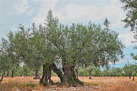 Old Olive Tree Growing In Umbria Italy Stock Photo Image Of Italian