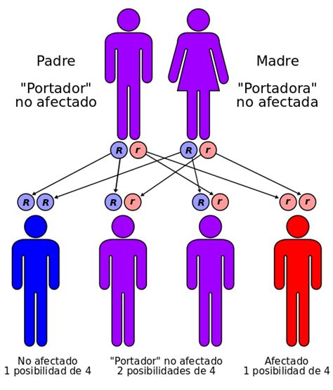 Genes Dominantes Y Recesivos Qué Es Definición Y Concepto