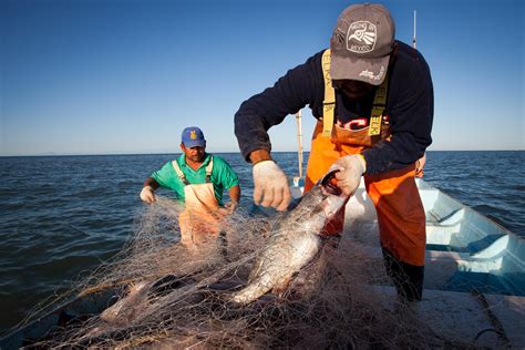 Estima El Programa Nacional De Pesca Y Acuacultura 2020 2024 Lograr