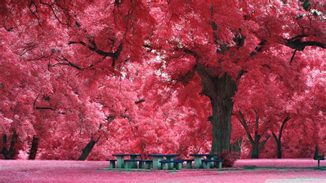 30 Hd Cherry Blossom Wallpapers For Desktop Designemerald