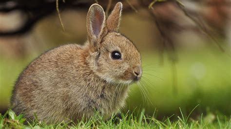30 Best Cutest Rabbit Breeds To Keep As Pets Atelier Yuwaciaojp