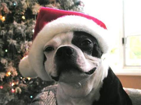 Image supplied by ardea wildlife pets environment. The Top 10 Dogs Dressed for Christmas