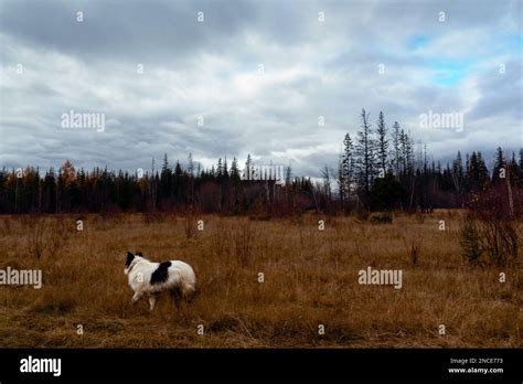An Old White Dog Of The Yakut Laika Breed Walks Along The Grass In A