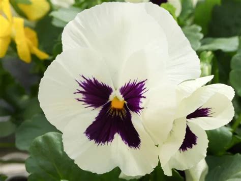 Pansy Black Images Search Images On Everypixel