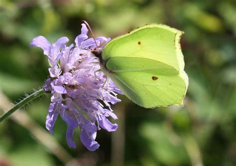 Nature Note Brimstone Butterfly Kibworth And District Chronicle