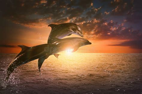 Beautiful Bottlenose Dolphins Jumping Out Sea Sunset Stock Photos