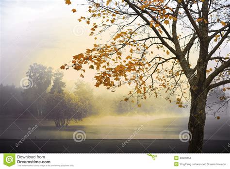 Monochrome Autumn Landscape Stock Photo Image Of Field Foggy 49639654