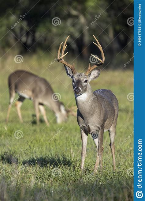 Whitetail Deer Buck In Texas Farmland Stock Photo Image Of Autumn