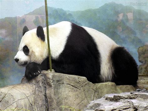 Blog Da Ciência Panda Gigante