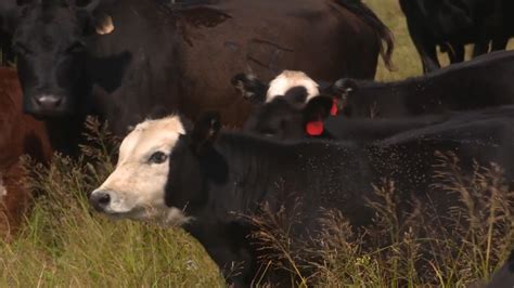 altosid® igr horn fly control lowers price providing the best value for cattle on pasture ag