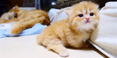 Fluffy Kittens Sisyphean Struggle Will Melt Your Heart Huffpost
