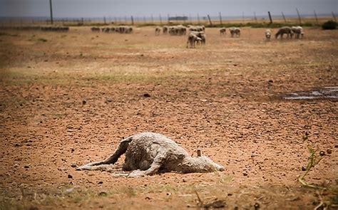 Drought Hits Sa Farmers Hard