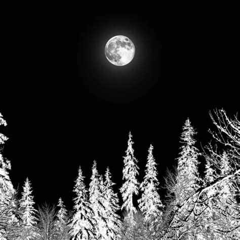 Full Moon Winter Forest Images Search Images On Everypixel