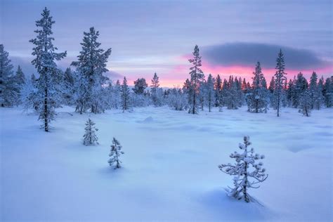 Taiga Forest Finland Winter Landscape Biomes City Landscape