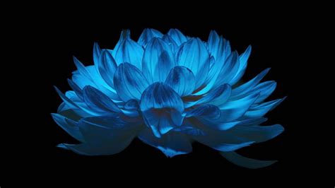 Blue Flower Wallpaper 4k Gradient Vivo Stock Android 10 Flowers 494