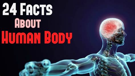 Interesting Facts About The Human Body All About Info