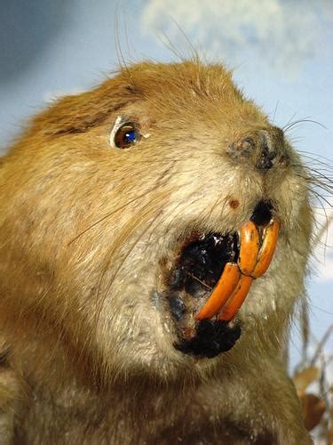Why Do Beavers Have Red Teeth Hasma