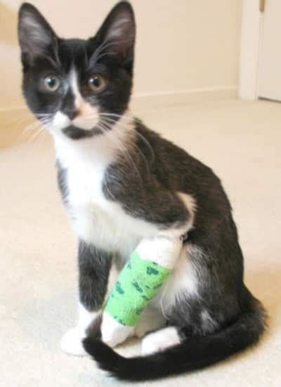 When might my cat need a limb amputated? Vet cost cat broken leg uk lottery