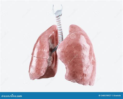 Human Lungs Isolated On White Background Stock Illustration