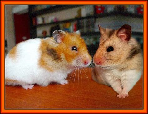 Love Is Two Hamsters By Jellybaby86 Via Flickr Cute Hamsters Happy