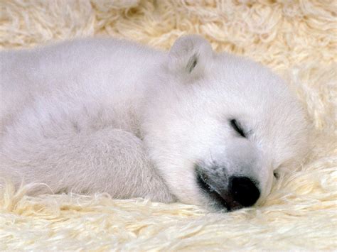Adorable Baby Polar Bear Sleeping Raww