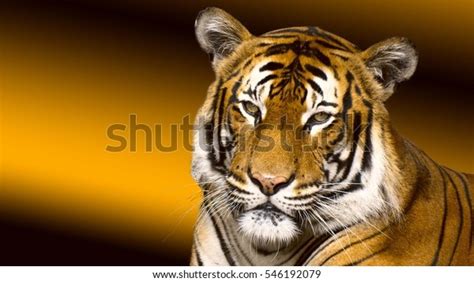 Tiger Sunset Stock Photo 546192079 Shutterstock