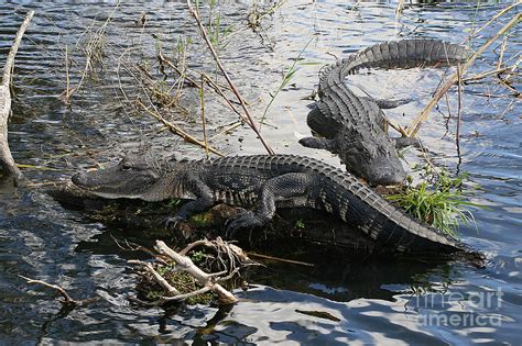 Alligators In An Everglades Swamp Photograph By Max Allen Fine Art