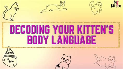 Decoding Your Kitten S Body Language A Guide For Cat Owners