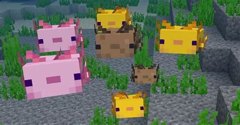 Minecraft Axolotl How To Tame Axolotls Arcade Delight Riset