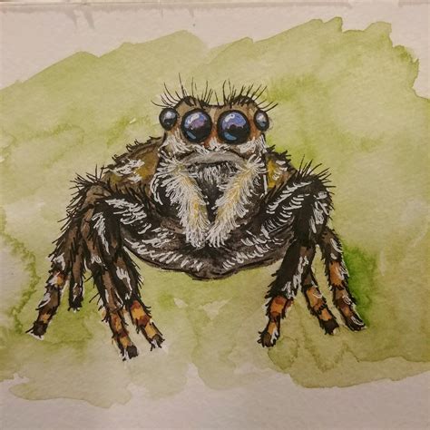 Spider Rwatercolor