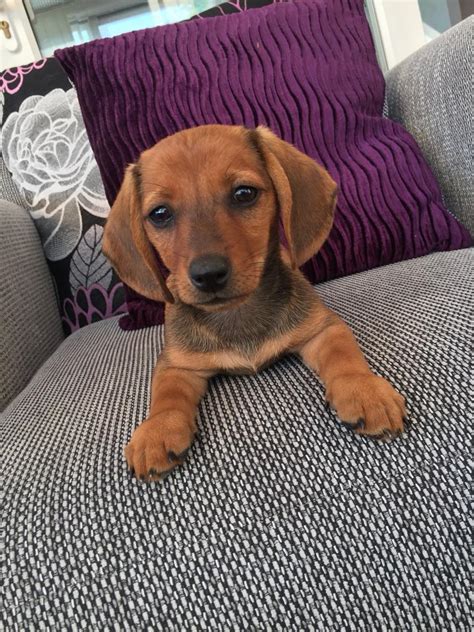 For Sale Amazing Dachshund Mix Puppies Xx In Dudley West Midlands