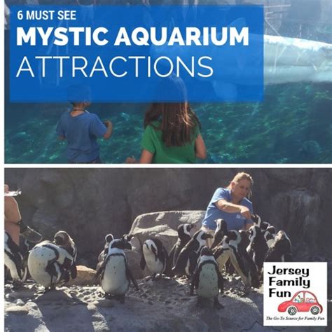 6 Must See Mystic Aquarium Attractions