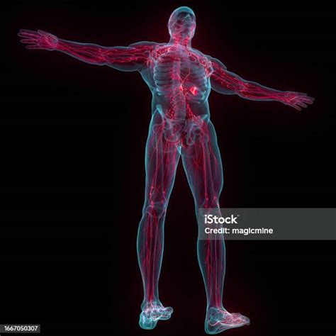 Human Internal System Lymph Nodes Anatomy Stock Photo Download Image