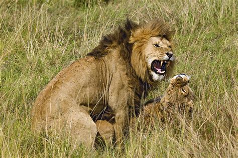 Lions Mating Stock Image C0039504 Science Photo Library