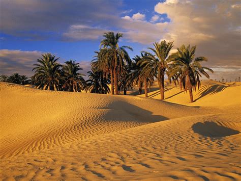 Desert Oasis Wallpapers Top Free Desert Oasis