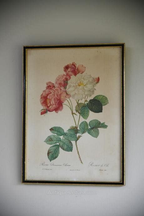 Antiques Atlas Pair Vintage Rose Botanic Prints