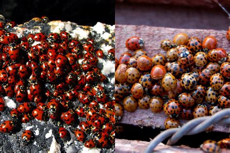 Exploring The Complexities Of Using Ladybugs As Pest Control