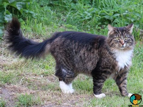Norwegian Forest Cat Cat Breed Ukpets