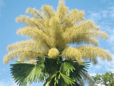 Flowering Palm An Unusual Bloom From A Palm Tree These Fe Flickr