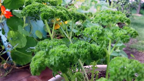 How To Grow Organic Parsley Seeds Or Cuttings Guide